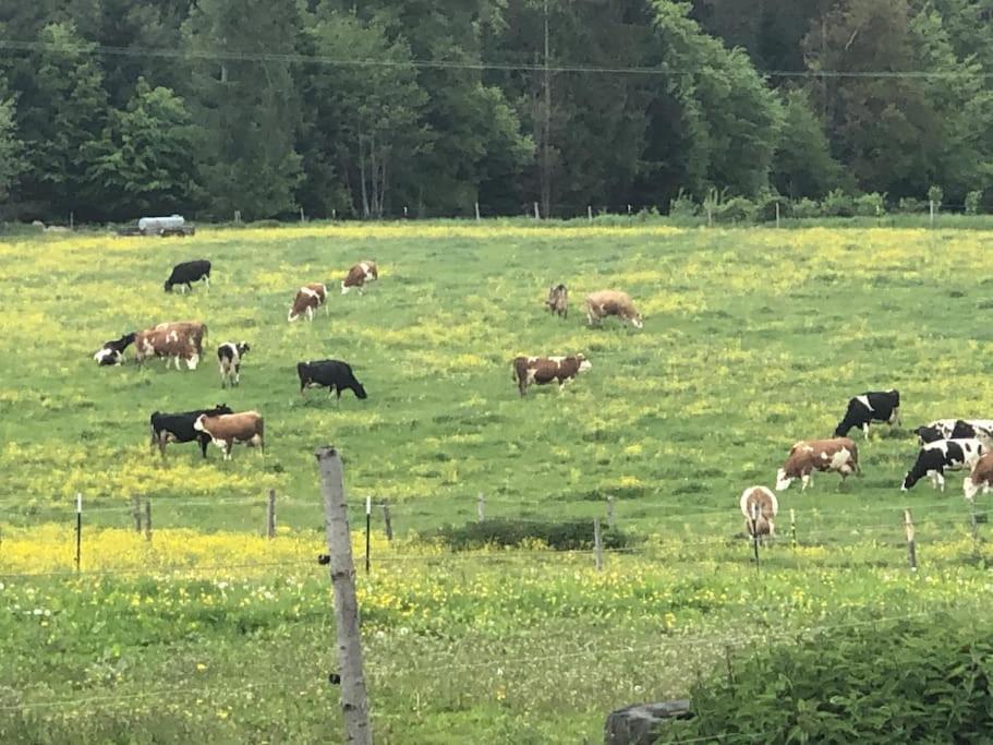 Ferien Auf Dem Eliesenhof *