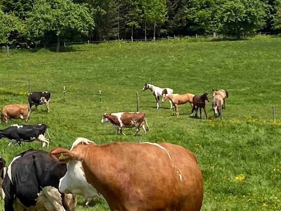 Ferien Auf Dem Eliesenhof *
