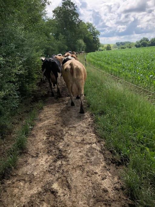Ferien Auf Dem Eliesenhof Lejlighed *