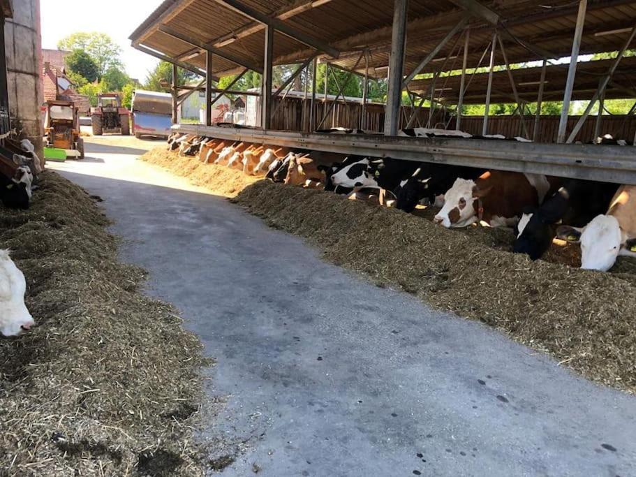 Ferien Auf Dem Eliesenhof *
